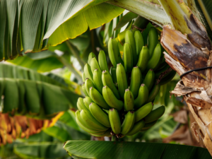 A large bunch of bananas growing on plant