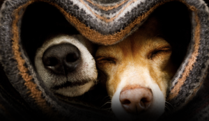 Two dogs snuggling in a blanket