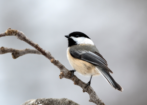 Chickadee on a leafless branch