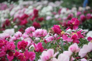 Rose, pink, and white peonies
