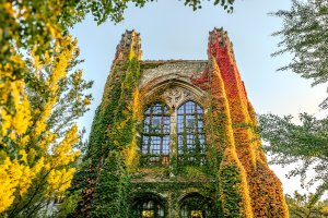 Ivy covered Law Quad building