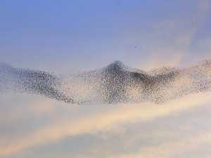 Large flock of black birds in formation against a multicolored sky. Image credit: Nick Dunlop, National Geographic (https://www.nationalgeographic.com/animals/article/these-birds-flock-in-mesmerizing-swarms-why-is-still-a-mystery)