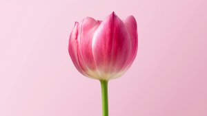 Pink Tulip & window light