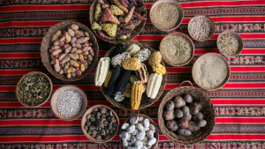 Thirteen bowls of various seeds and cobs on a red embroidered tablecloth