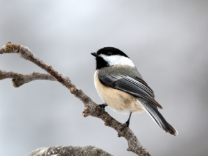 Chickadee on a leafless branch