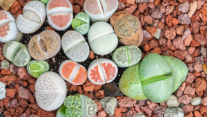 colorful lithops growing among rust colored pebbles