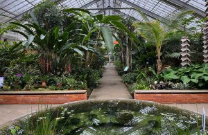Tropical house conservatory at Matthaei Botanical Gardens filled iwth large green tropical plants and trees