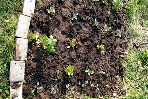 Garden edging and small plants seated in bare soil.