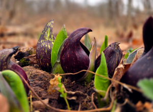 Skunk cabbage emerging from an early spring background of browns
