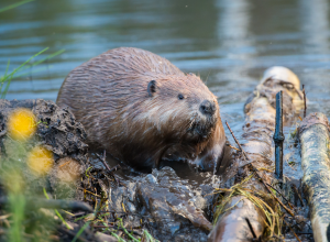 A very cute beaver looks up from the edge of a river