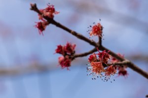 fuzzy red buds on a tree branch