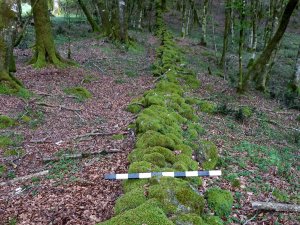 Remains of a stone wall, covered with moss and with a meter stick balanced on top, in an Italian forest.
