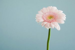 Pink gerbera