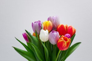 Rainbow Tulips