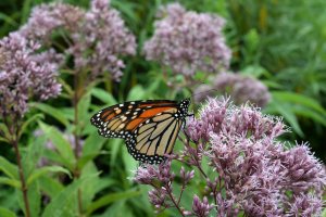 A monarch butterfly on a pink flower.