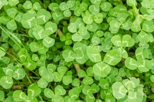 Field of clover
