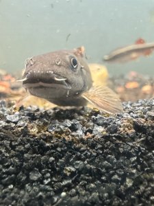 An image of our own Panda Garra, a species you can expect to see in the new tank! In the background, a White Cloud Mountain Minnow is swimming by.