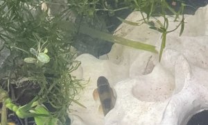 Image Imported from Maize Pages