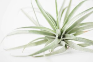 Air Plant