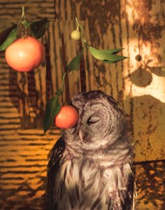 "Blind Owl," by Sheida Soleimani