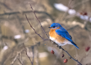 A bluebird with an orange belly on a thin, bare tree branch