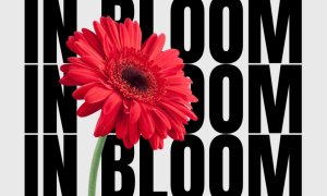 Image Imported from Maize Pages