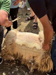 A sheep being sheared, lying on its belly on the ground.