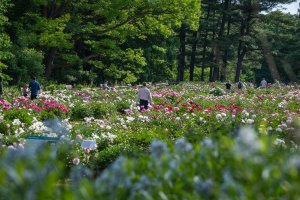 The W.E. Upjohn Peony Garden in bloom with people walking and sitting among the blooms