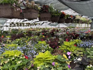 A widespread of plants and hanging plants in a greenhouse