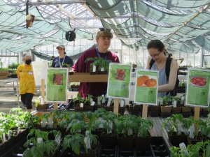 2 women looking through tomato plants at a plant sale