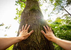 hands touching a tree trunk