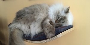 kitty snoozin