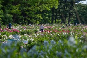 W.E UpJohn Peony Garden in Bloom