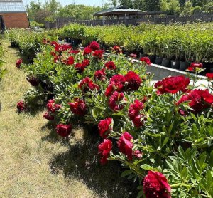 Red peonies