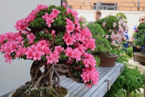A bloomed pink Satsuki Azalea bonsai