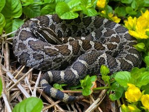 A  Eastern massasauga rattlesnake
