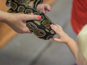 a person holding a snake while a child touches it