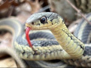 an eastern garter snake with its red tongue out