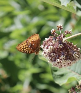 A spangled fritillary butterfly enjoying some milkweed