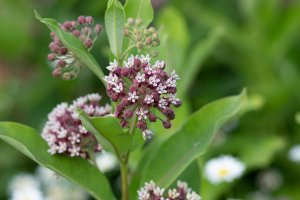 Milkweed flowers / Credits to https://lasclay.com
