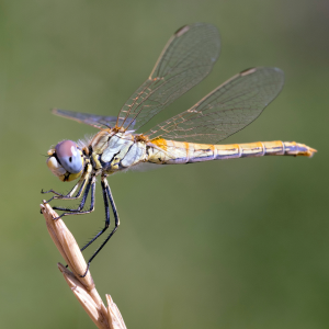 A dragonfly