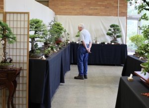 a man looking at lots of bonsai