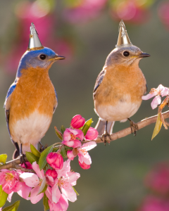 Two bluebirds on a pink flowering branch wearing party hats