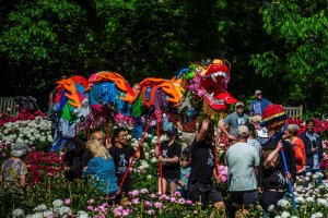 Colorful dragon dancing