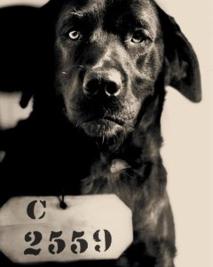 Black and white mugshot-style portrait of a black dog wearing a tag that reads "C 2559".