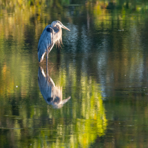 A Great Blue Heron in the water