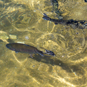 Fish in water
