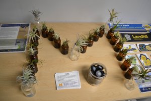Air plants that were given away at the Central Campus Swap Shop grand opening