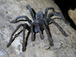 Black tarantula on a woody surface
