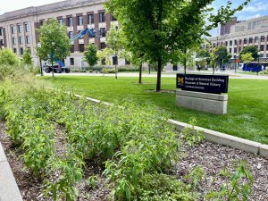 Outdoor image of a sign for the University of Michigan Biological Sciences Building and Museum of Natural History with plants, green grass, trees, sidewalk and other buildings in the background